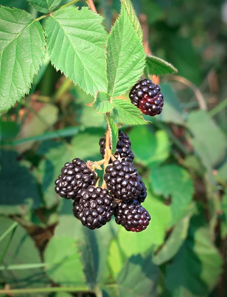 Brombeere — Stockfoto