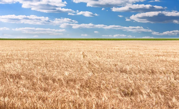 Weizenfeld — Stockfoto