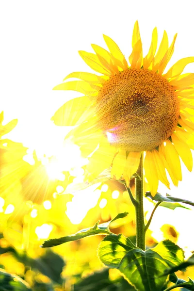 Girasol al sol —  Fotos de Stock