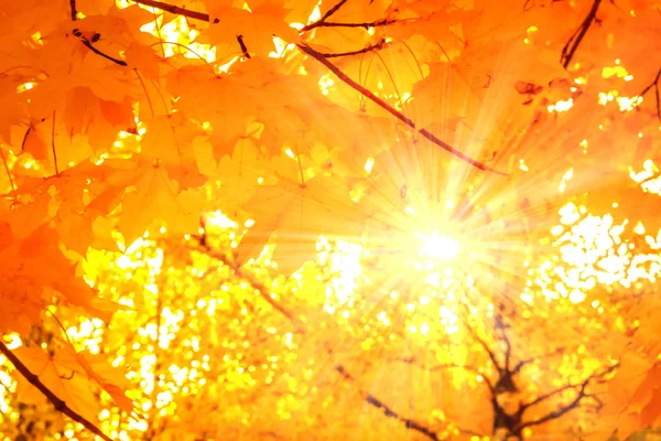 Soleil brille à travers les feuilles d'automne — Photo