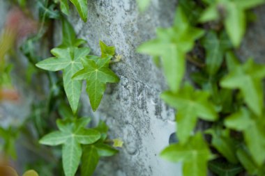Sainte-Genevive-des-Bois, Sainte Genevieve des Bois, Liers, Russian cemetery in France