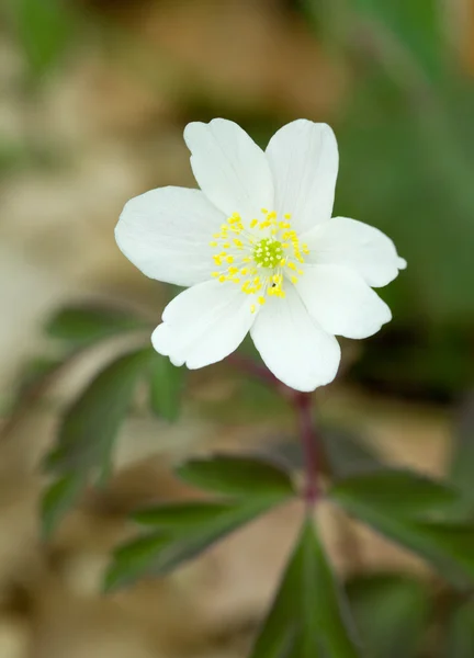 Beyaz kardelen Galanthus ilkbahar, yeşil yaprak — Stok fotoğraf