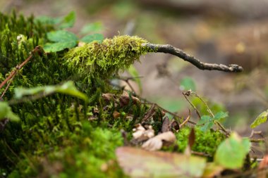 Orman makro, yeşil yapraklar ve ecek