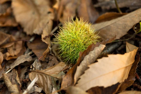 Castanheiro, castanheiro, macro floresta, folhas verdes e mos — Fotografia de Stock