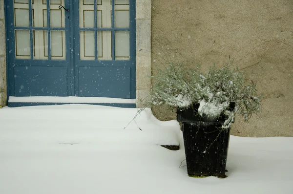 Beginning of winter, end of autumn, leaves under snow