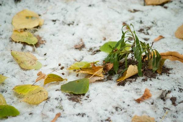 Beginning of winter, end of autumn, leaves under snow