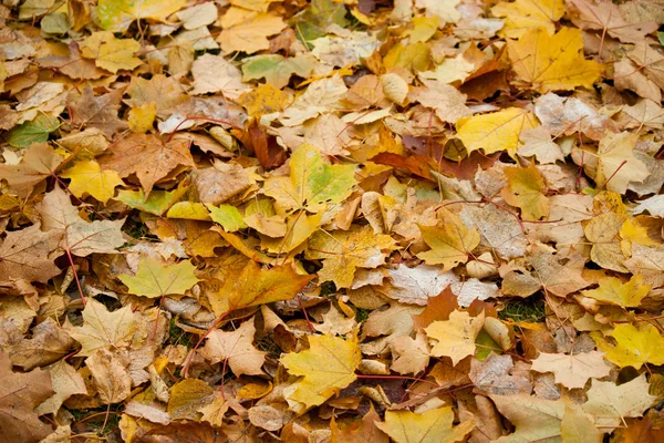 Début d'hiver, fin d'automne, feuilles sous la neige — Photo