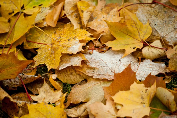 Comienzo del invierno, fin del otoño, hojas bajo la nieve —  Fotos de Stock