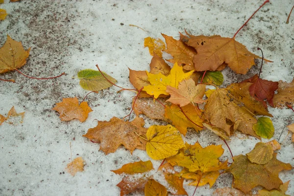 Início do inverno, fim do outono, folhas sob neve — Fotografia de Stock