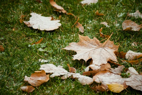 Beginning of winter, end of autumn, leaves under snow — Stock Photo, Image