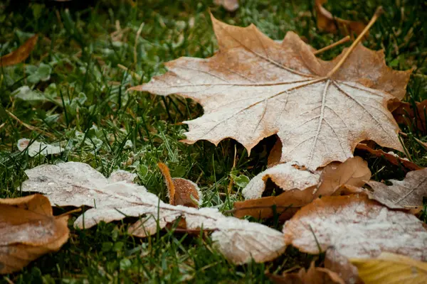 Início do inverno, fim do outono, folhas sob neve — Fotografia de Stock