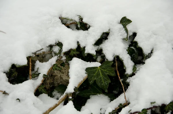 Comienzo del invierno, fin del otoño, hojas bajo la nieve —  Fotos de Stock