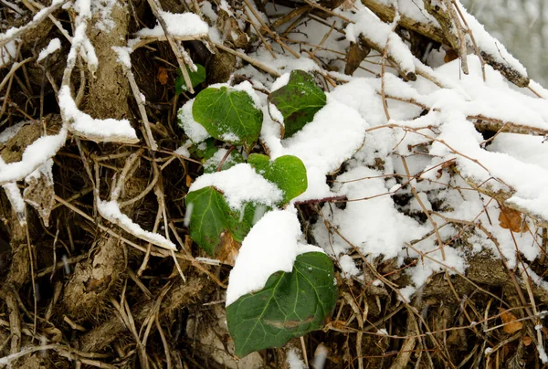 Comienzo del invierno, fin del otoño, hojas bajo la nieve —  Fotos de Stock