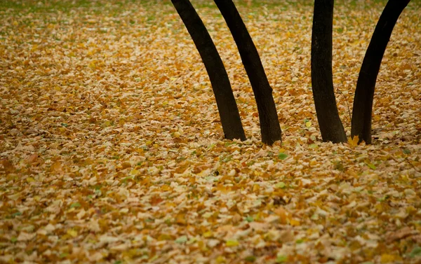 Profundo otoño en parque, árboles y hojas amarillas — Foto de Stock