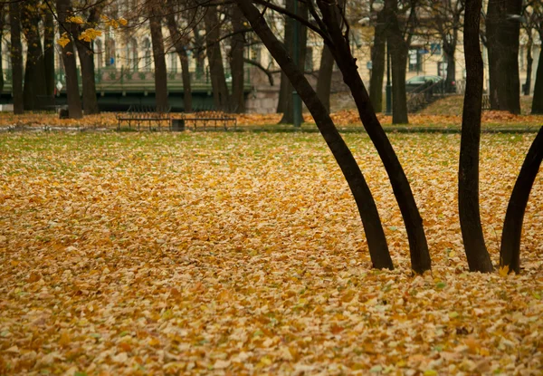 Глубокая осень в парке, деревья и желтые листья — стоковое фото