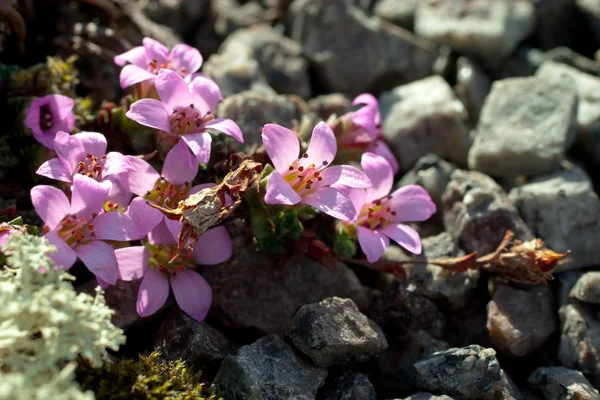 Saxifraga bryoides, rockfoil mountain nord polar violet plant — Stock Photo, Image