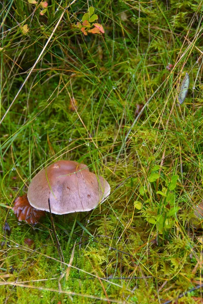Islak ormanda mantar mantarı dabchick