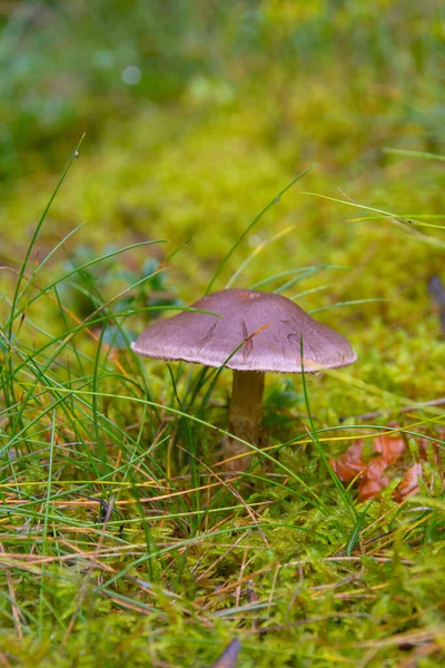 Поганка грибковая грибок dabchick в влажном лесу — стоковое фото