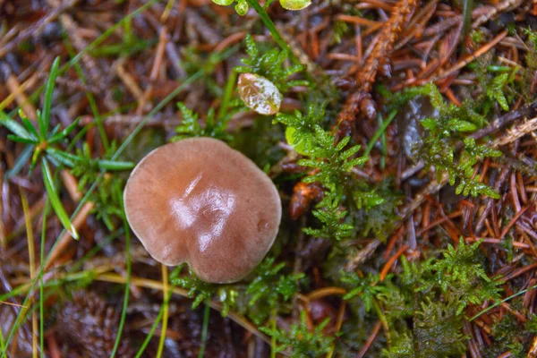 Toadstool grebe fungo dabchick na floresta molhada — Fotografia de Stock