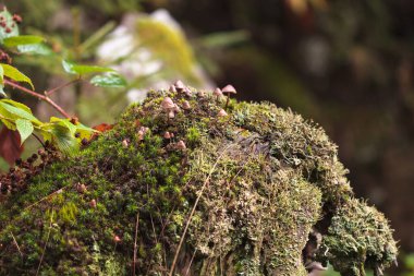 Taştaki mantarlar, sonbaharda bir sürü küçük kahverengi mantar.