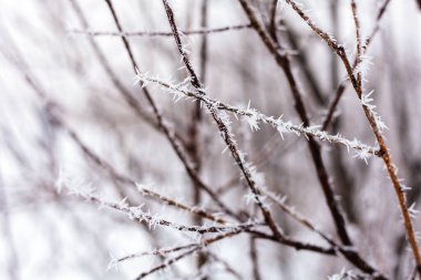 Karda vızıldayan nehir, Hoar 'da bir ağaç dalı
