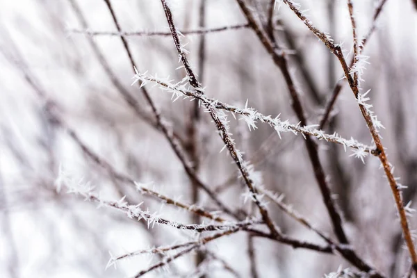 Whinter Flod Snö Gren Träd Hoar — Stockfoto