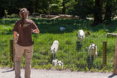 Beyaz kutup kurtları, Fransa 'da hayvanlar parc de sainte-croix