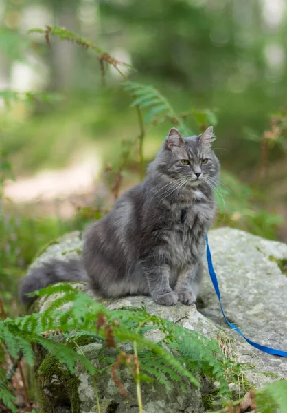 Vandring Med Grå Sibirisk Katt Med Sele Skogspark — Stockfoto