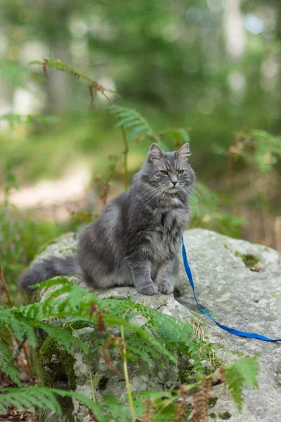 Orman parkında koşumlu gri Sibirya kedisiyle yürüyorum.