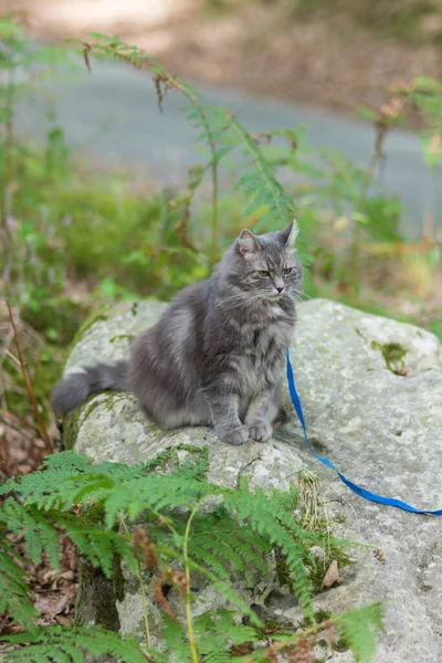 Promenade Avec Chat Sibérien Gris Avec Harnais Dans Parc Forestier — Photo