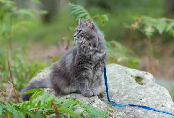 Wandelen Met Grijze Siberische Kat Met Harnas Bospark — Stockfoto