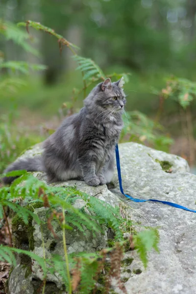 Caminar Con Gato Siberiano Gris Con Arnés Parque Forestal —  Fotos de Stock