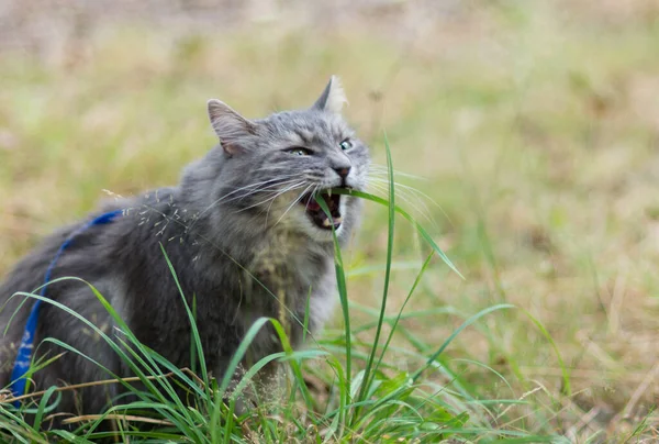 Promenade Avec Chat Sibérien Gris Avec Harnais Dans Parc Forestier — Photo