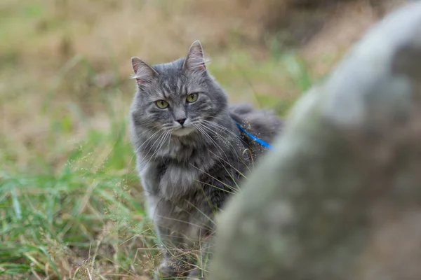 Vandring Med Grå Sibirisk Katt Med Sele Skogspark — Stockfoto