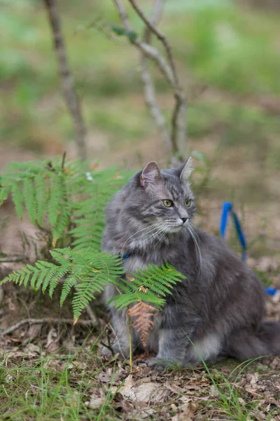 Wandelen Met Grijze Siberische Kat Met Harnas Bospark — Stockfoto