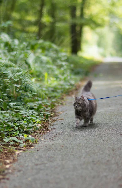 森の公園でハーネス付きグレーのシベリア猫と歩く — ストック写真