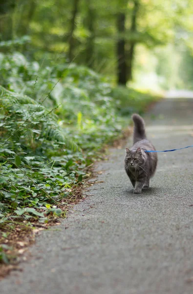 森の公園でハーネス付きグレーのシベリア猫と歩く — ストック写真