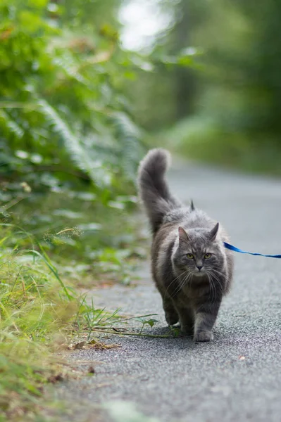 森の公園でハーネス付きグレーのシベリア猫と歩く — ストック写真