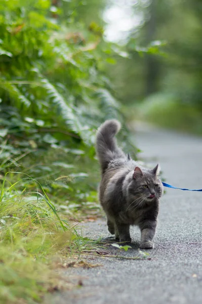 森の公園でハーネス付きグレーのシベリア猫と歩く — ストック写真