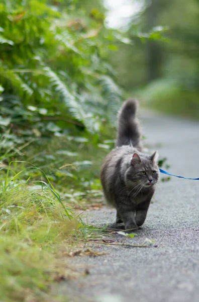 森の公園でハーネス付きグレーのシベリア猫と歩く — ストック写真