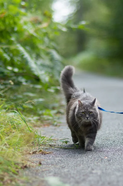 Caminar Con Gato Siberiano Gris Con Arnés Parque Forestal Fotos De Stock