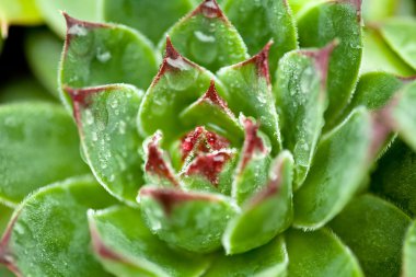 damla, Sempervivum, sulu, olağanüstüsarı