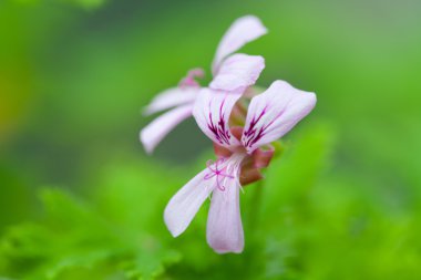 pembe Sardunya çiçekleri yeşil yaprakları ile