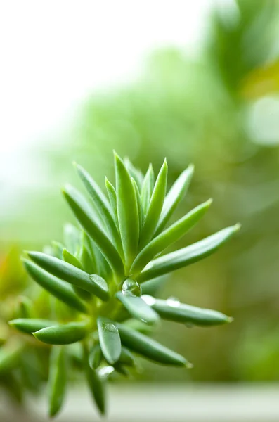 Sedum, crassula, lapide, acro, pianta verde — Foto Stock