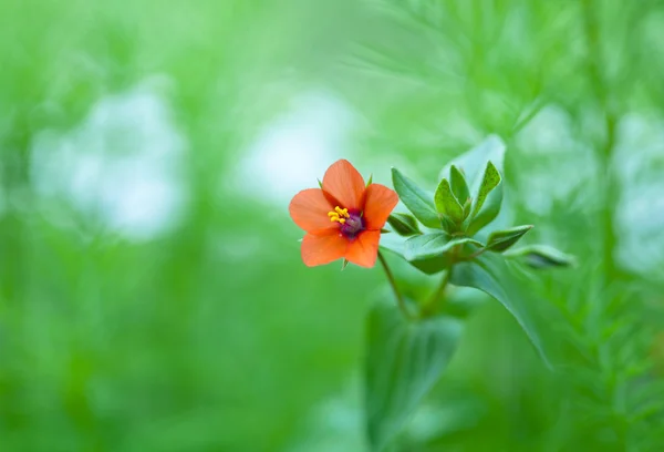 赤いハコベ, winterweed, 緑の葉 — ストック写真