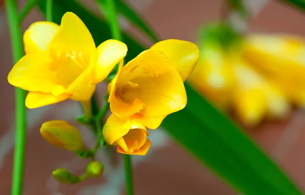 Freesia amarela — Fotografia de Stock