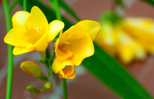 Gele fresia — Stockfoto