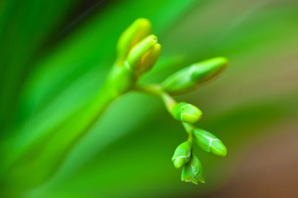 Freesia amarilla — Foto de Stock