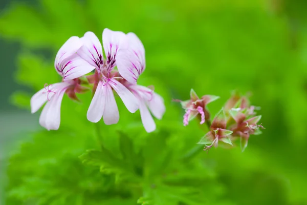 Rosa pelargon blommor med gröna blad — Stockfoto