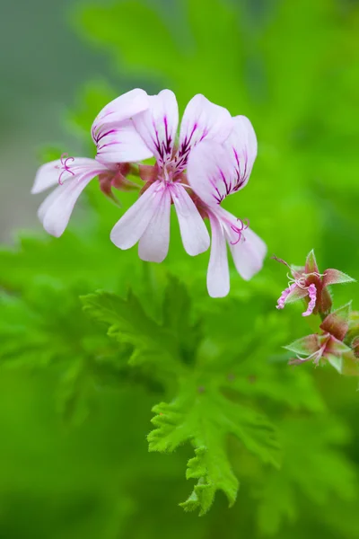 Różowy kwiat geranium z zielonych liści — Zdjęcie stockowe